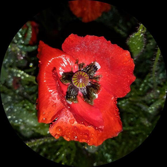 fastandflowery
